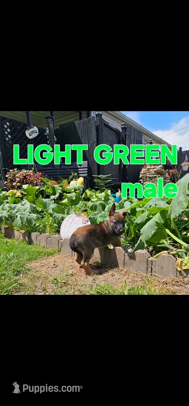 AKC Light green male (Valor X Optimus) – Belgian Malinois puppy for sale in West Union, OH