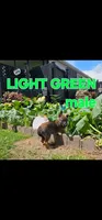 AKC Light green male (Valor X Optimus), a male Belgian Malinois for sale in West Union, OH – 1 of 9