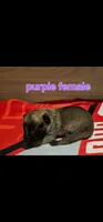 AKC Purple female (Valor X Optimus), a female Belgian Malinois for sale in West Union, OH – 2 of 9