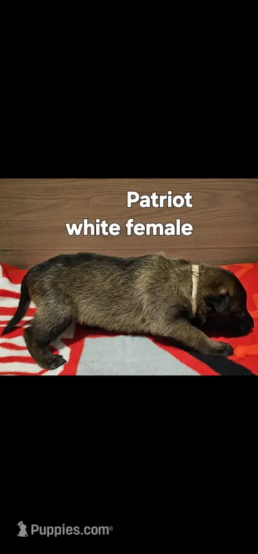 White female (Patriot X Optimus) – Belgian Malinois puppy for sale in West Union, OH