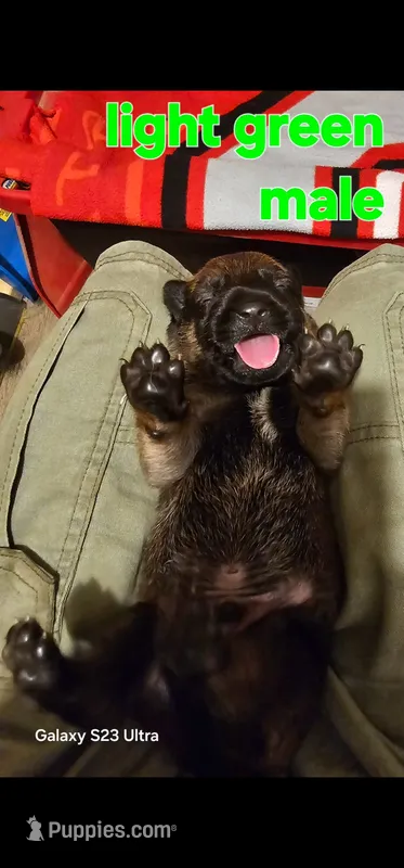 AKC Light green male (Valor X Optimus) – Belgian Malinois puppy for sale in West Union, OH