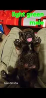 AKC Light green male (Valor X Optimus), a male Belgian Malinois for sale in West Union, OH – 1 of 9