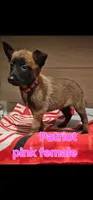 Pink female (Patriot X Optimus), a female Belgian Malinois for sale in West Union, OH – Photo 3 of 7