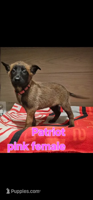 Pink female (Patriot X Optimus) – Belgian Malinois puppy for sale in West Union, OH