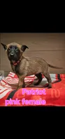 Pink female (Patriot X Optimus), a female Belgian Malinois for sale in West Union, OH – Photo 1 of 7