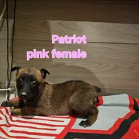 Pink female (Patriot X Optimus), a female Belgian Malinois for sale in West Union, OH – Photo 5 of 7