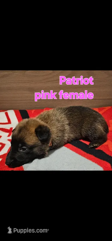 Pink female (Patriot X Optimus)