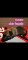 Pink female (Patriot X Optimus), a female Belgian Malinois for sale in West Union, OH – Photo 1 of 2