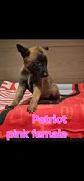 Pink female (Patriot X Optimus), a female Belgian Malinois for sale in West Union, OH – Photo 2 of 7