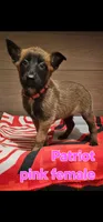 Pink female (Patriot X Optimus), a female Belgian Malinois for sale in West Union, OH – Photo 4 of 7