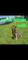 AKC Light green male (Valor X Optimus), a male Belgian Malinois for sale in West Union, OH – 2 of 9