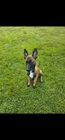 AKC black male, a male Belgian Malinois for sale in West Union, OH – 5 of 7