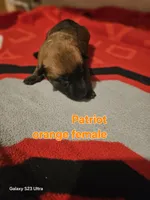 AKC orange female (patriot), a female Belgian Malinois for sale in West Union, OH – Photo 3 of 3