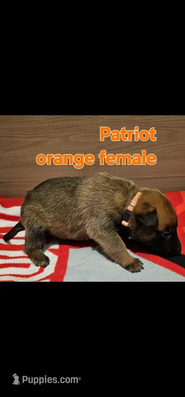 Orange female (patriot X Optimus)