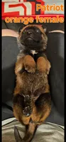 Orange female (patriot X Optimus), a female Belgian Malinois for sale in West Union, OH – Photo 2 of 2
