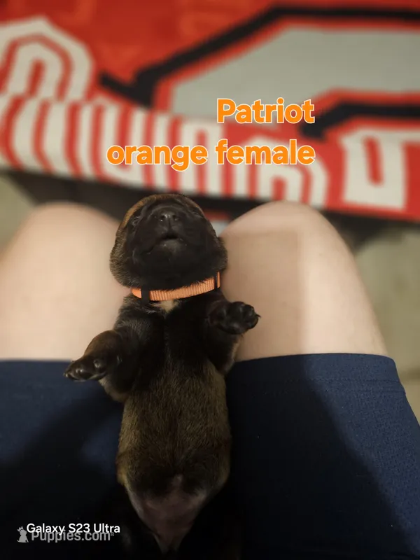 AKC orange female (patriot)