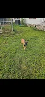 AKC black male, a male Belgian Malinois for sale in West Union, OH – 7 of 7
