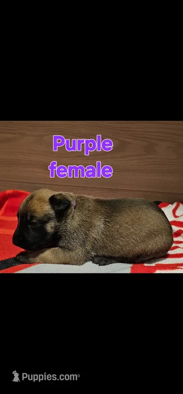 AKC Purple female (Valor X Optimus) – Belgian Malinois puppy for sale in West Union, OH