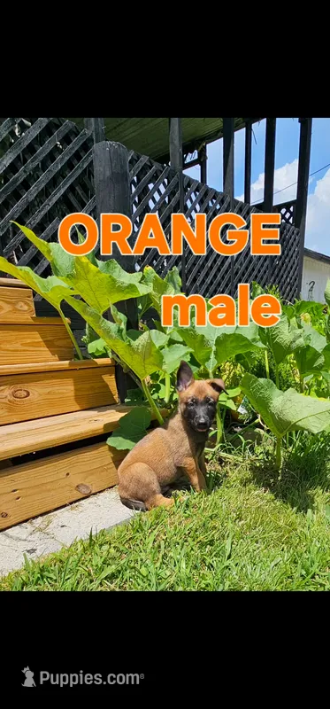 AKC Orange male (Valor X Optimus) – Belgian Malinois puppy for sale in West Union, OH