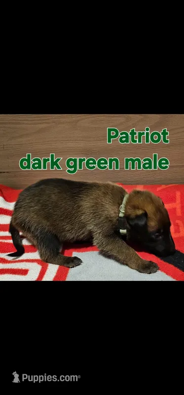 Dark green male (Patriot X Optimus) – Belgian Malinois puppy for sale in West Union, OH