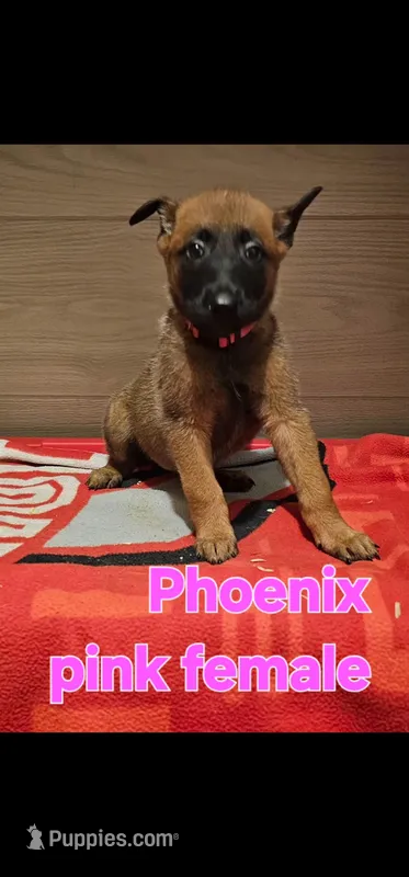 Pink female (Phoenix X Optimus) – Belgian Malinois puppy for sale in West Union, OH