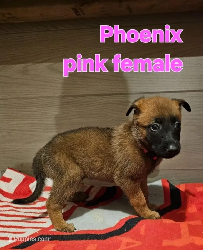 Pink female (Phoenix X Optimus) – Belgian Malinois puppy for sale in West Union, OH