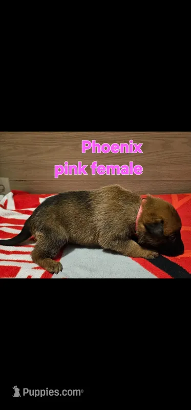 Pink female (Phoenix X Optimus) – Belgian Malinois puppy for sale in West Union, OH