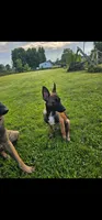 AKC black male, a male Belgian Malinois for sale in West Union, OH – 4 of 7