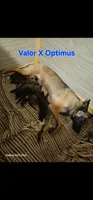 AKC Light green male (Valor X Optimus), a male Belgian Malinois for sale in West Union, OH – 3 of 9