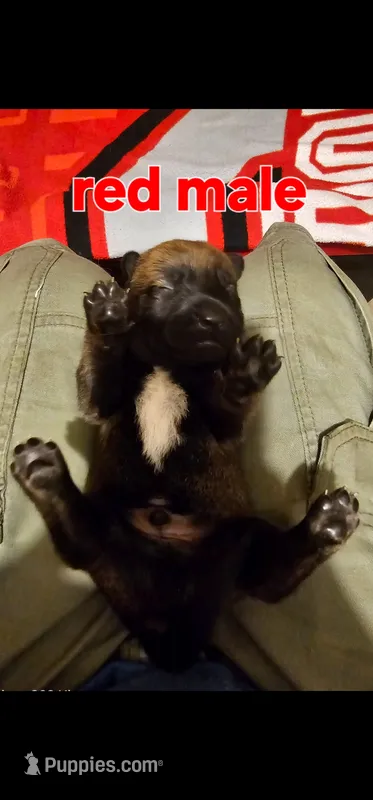 AKC Red male (Valor X Optimus) – Belgian Malinois puppy for sale in West Union, OH