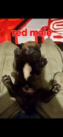 AKC Red male (Valor X Optimus), a male Belgian Malinois for sale in West Union, OH – 1 of 9