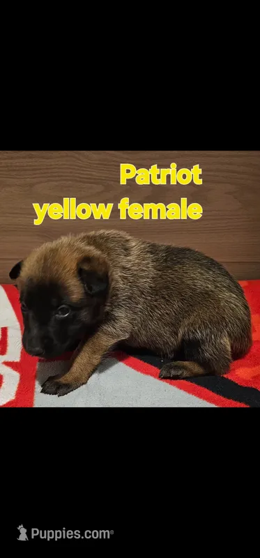 Yellow female (Patriot X Optimus)