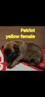 Yellow female (Patriot X Optimus), a female Belgian Malinois for sale in West Union, OH – Photo 1 of 2