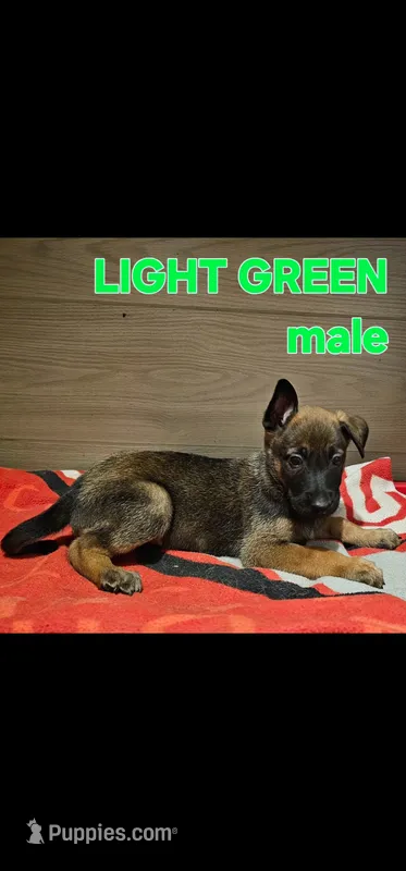 AKC Light green male (Valor X Optimus) – Belgian Malinois puppy for sale in West Union, OH