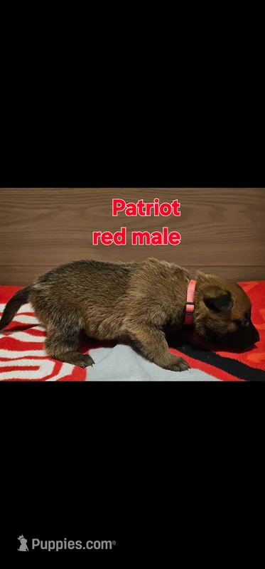 Red male (Patriot X Optimus)
