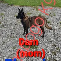 Phoenix X Optimus, a  Belgian Malinois for sale in West Union, OH – Photo 2 of 10