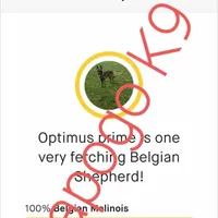 Phoenix X Optimus, a  Belgian Malinois for sale in West Union, OH – Photo 4 of 10