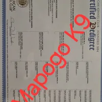 Phoenix X Optimus, a  Belgian Malinois for sale in West Union, OH – Photo 8 of 10