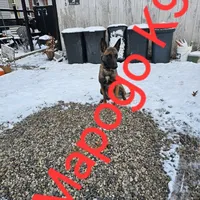 Phoenix X Optimus, a  Belgian Malinois for sale in West Union, OH – Photo 9 of 10