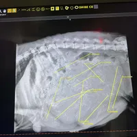 Phoenix X Optimus, a  Belgian Malinois for sale in West Union, OH – Photo 10 of 10