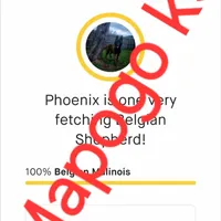 Phoenix X Optimus, a  Belgian Malinois for sale in West Union, OH – Photo 6 of 10