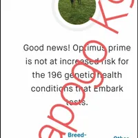 Phoenix X Optimus, a  Belgian Malinois for sale in West Union, OH – Photo 7 of 10