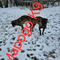 Phoenix X Optimus, a  Belgian Malinois for sale in West Union, OH – Photo 5 of 10