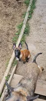 AKC black male, a male Belgian Malinois for sale in West Union, OH – 2 of 7