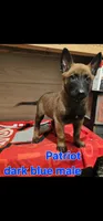 Dark blue male (Patriot X Optimus), a male Belgian Malinois for sale in West Union, OH – Photo 2 of 2