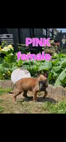 AKC Pink female (Valor X Optimus), a female Belgian Malinois for sale in West Union, OH – 2 of 9