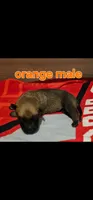 AKC Orange male (Valor X Optimus), a male Belgian Malinois for sale in West Union, OH – 2 of 9