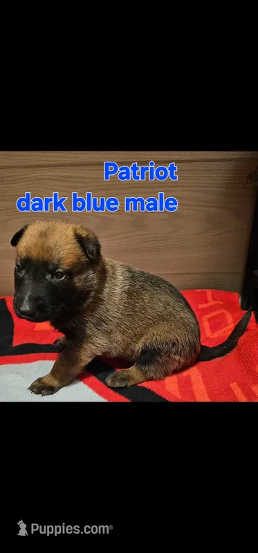 Dark blue male (Patriot X Optimus)