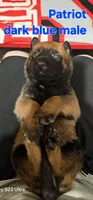 Dark blue male (Patriot X Optimus), a male Belgian Malinois for sale in West Union, OH – Photo 2 of 2