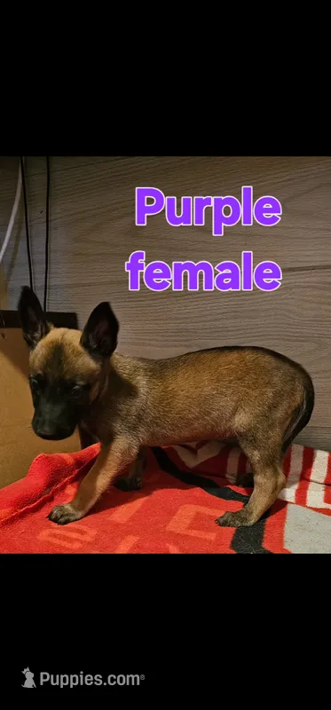 AKC Purple female (Valor X Optimus) – Belgian Malinois puppy for sale in West Union, OH